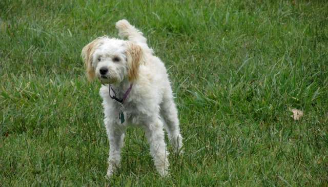 New York officer finds barely recognizable dog in cardboard box, then her comeback wins a home