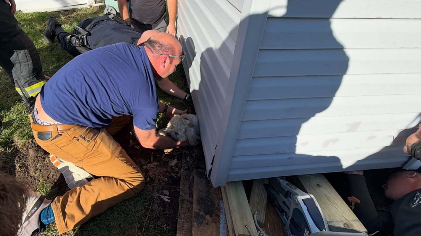 A person rescues a small dog trapped near a building while others assist in the effort.