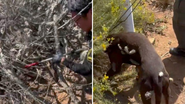 California animal officers brave cactus needles to free dog covered head to toe in thorns