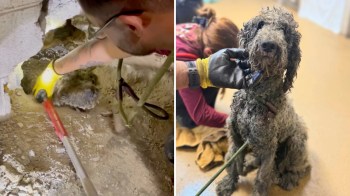 A person uses a tool to assist a dog stuck in a hole, while the muddy dog sits indoors at a vet office.