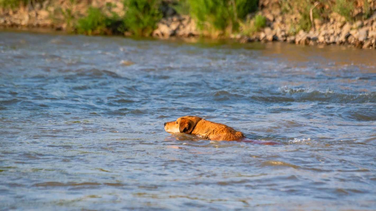 A dog swims in a river with trees and rocks in the background.