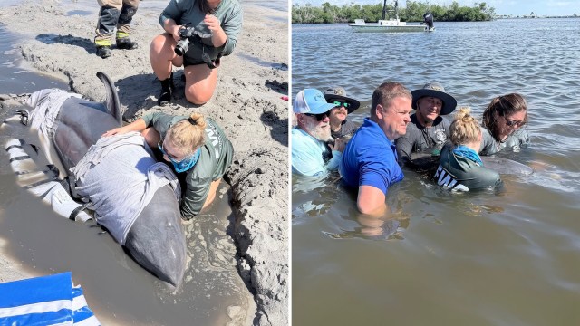 Florida dolphin rescued by locals keeps cruising Matlacha Pass, satellite tracking shows
