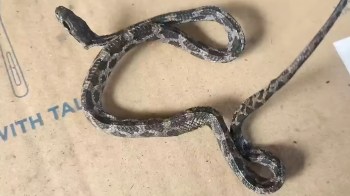 A snake is curled on a surface with a paperclip design.