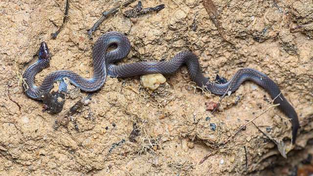 In Japan, high-speed cameras reveal how a tiny snake rolls like a wheel to escape danger