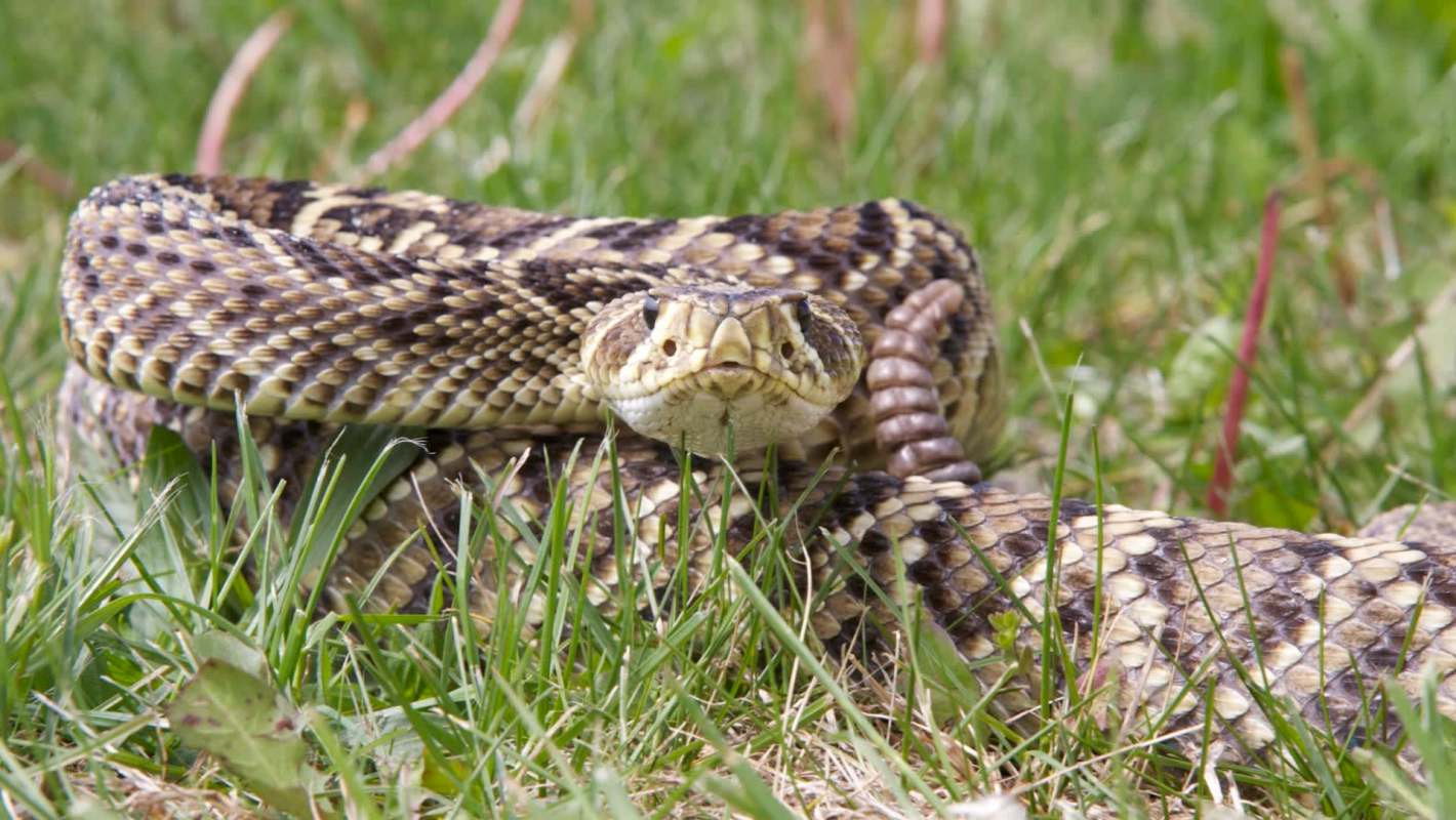An Eastern diamondback rattlesnake coiled on grass with its head raised.