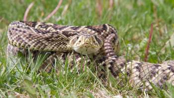 An Eastern diamondback rattlesnake coiled on grass with its head raised.