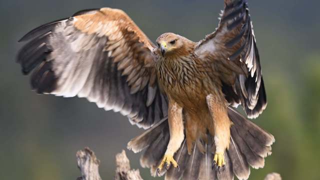 A rare eagle vanished on migration, then returned after smugglers sought ransom