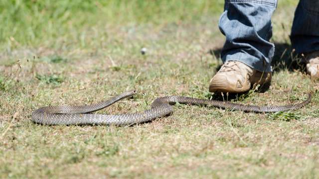 A snake on the ground near a person's foot.