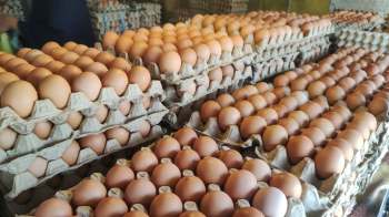 Brown eggs stacked in cartons.