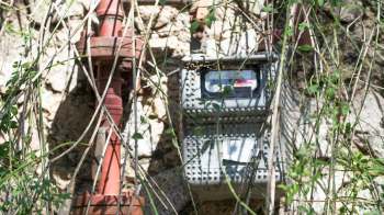 A utility meter mounted on a wall, surrounded by vines and a red pipe.