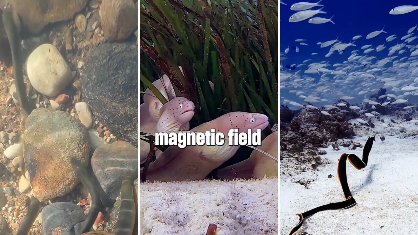 Eels.