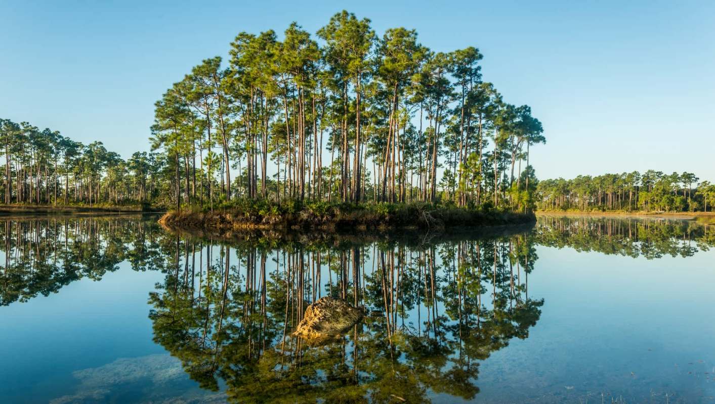 A cluster of tall trees reflected in a calm lake under a clear blue sky.