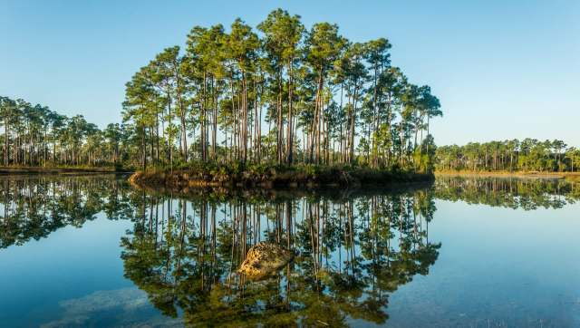 A cluster of tall trees reflected in a calm lake under a clear blue sky.