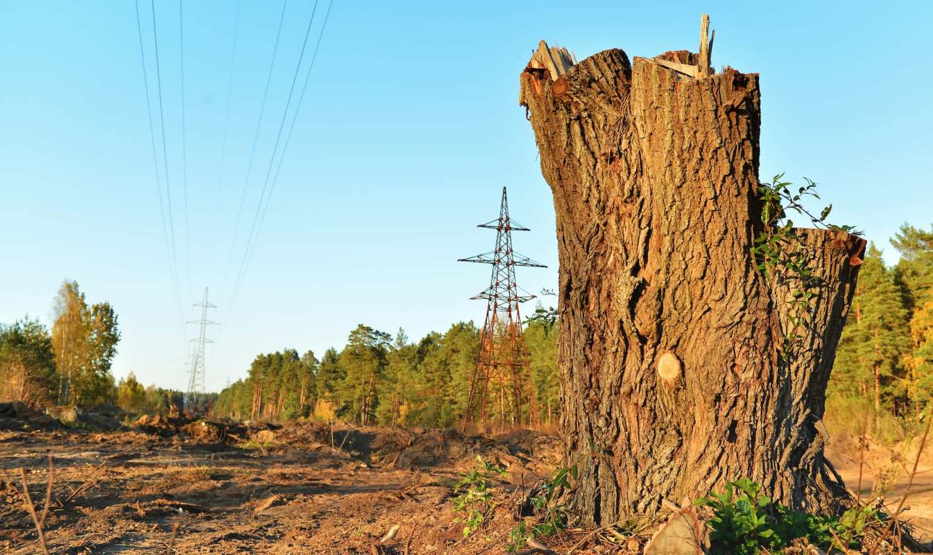 A tree stump in a cleared area with power lines and trees in the background.
