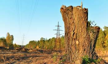 A tree stump in a cleared area with power lines and trees in the background.