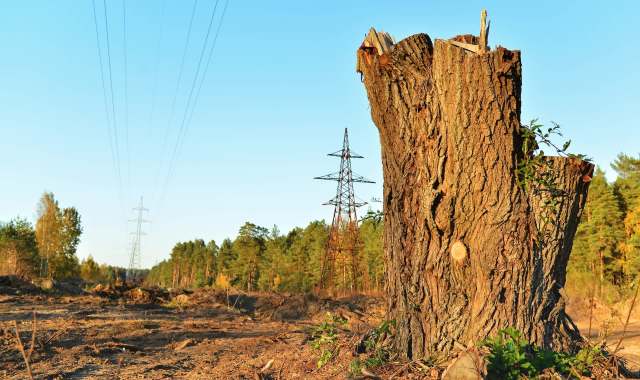 A tree stump in a cleared area with power lines and trees in the background.