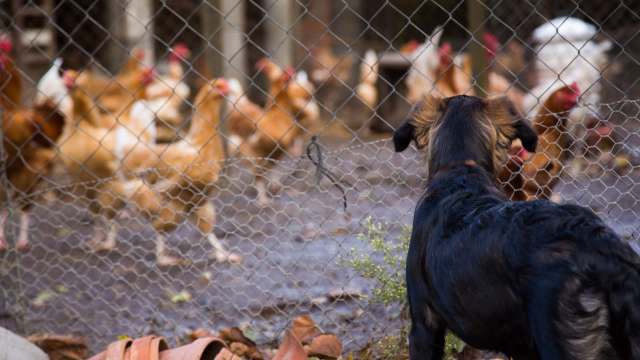 In India, a farm dog held off a 15-foot king cobra headed for 3,000 hens