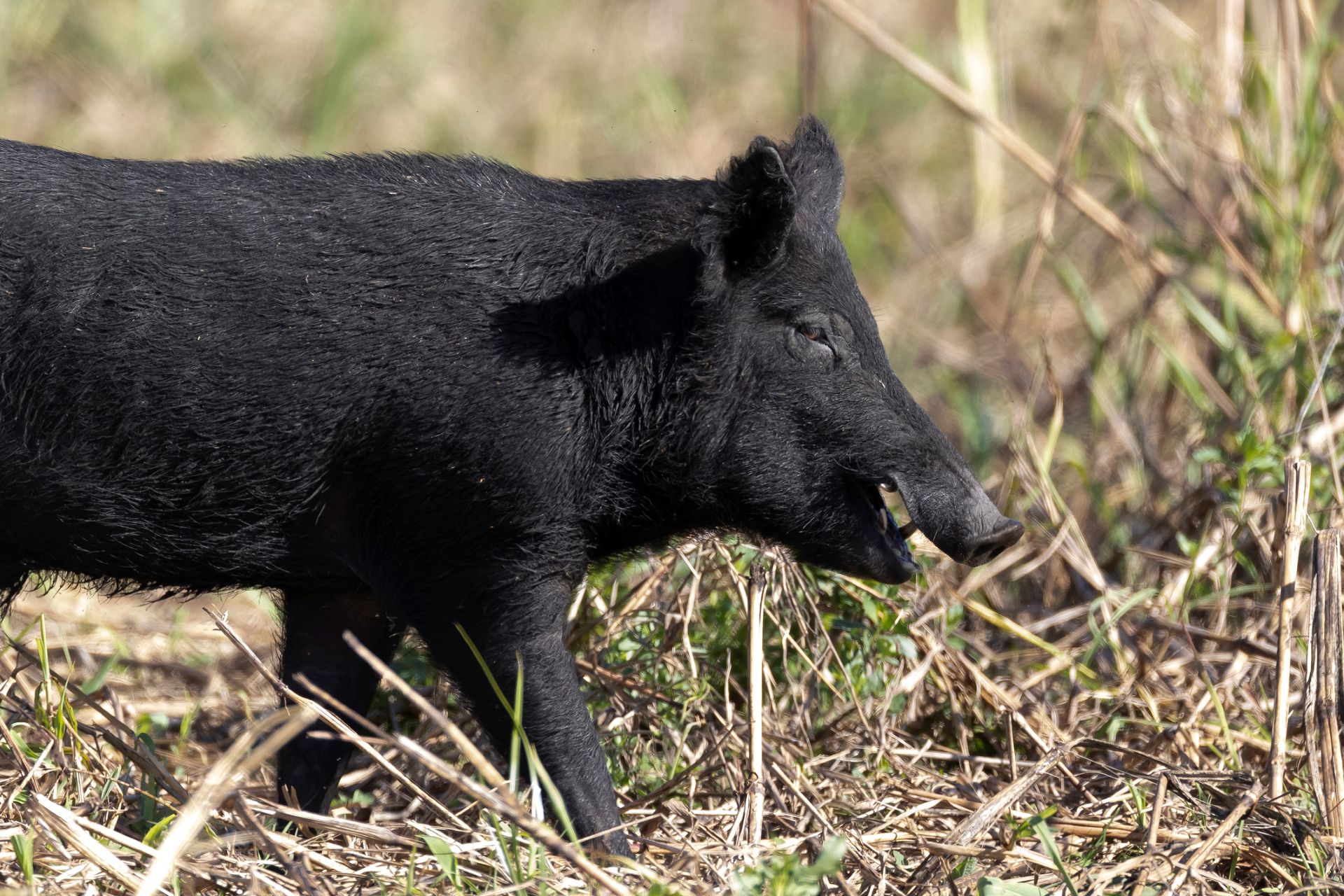 Houston suburb wants residents to help map feral hog traffic in parks