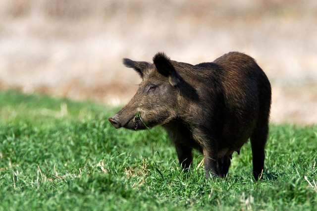 A wild boar forages in a grassy area.