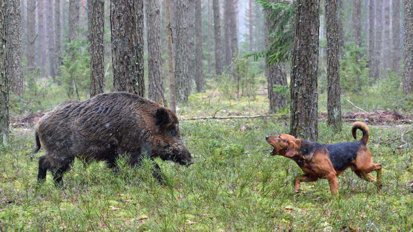 A wild boar and a dog face off in a forest.