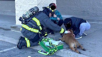 A firefighter attends to a dog with two individuals nearby, using medical equipment on the ground.