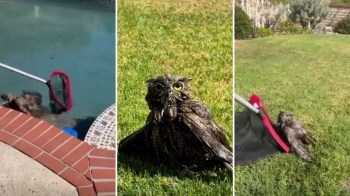 An owl being rescued with a pool net.