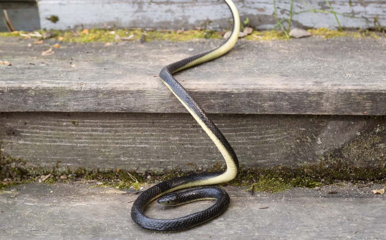 A snake with black and yellow markings on wooden steps.
