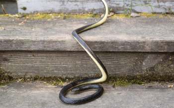 A snake with black and yellow markings on wooden steps.