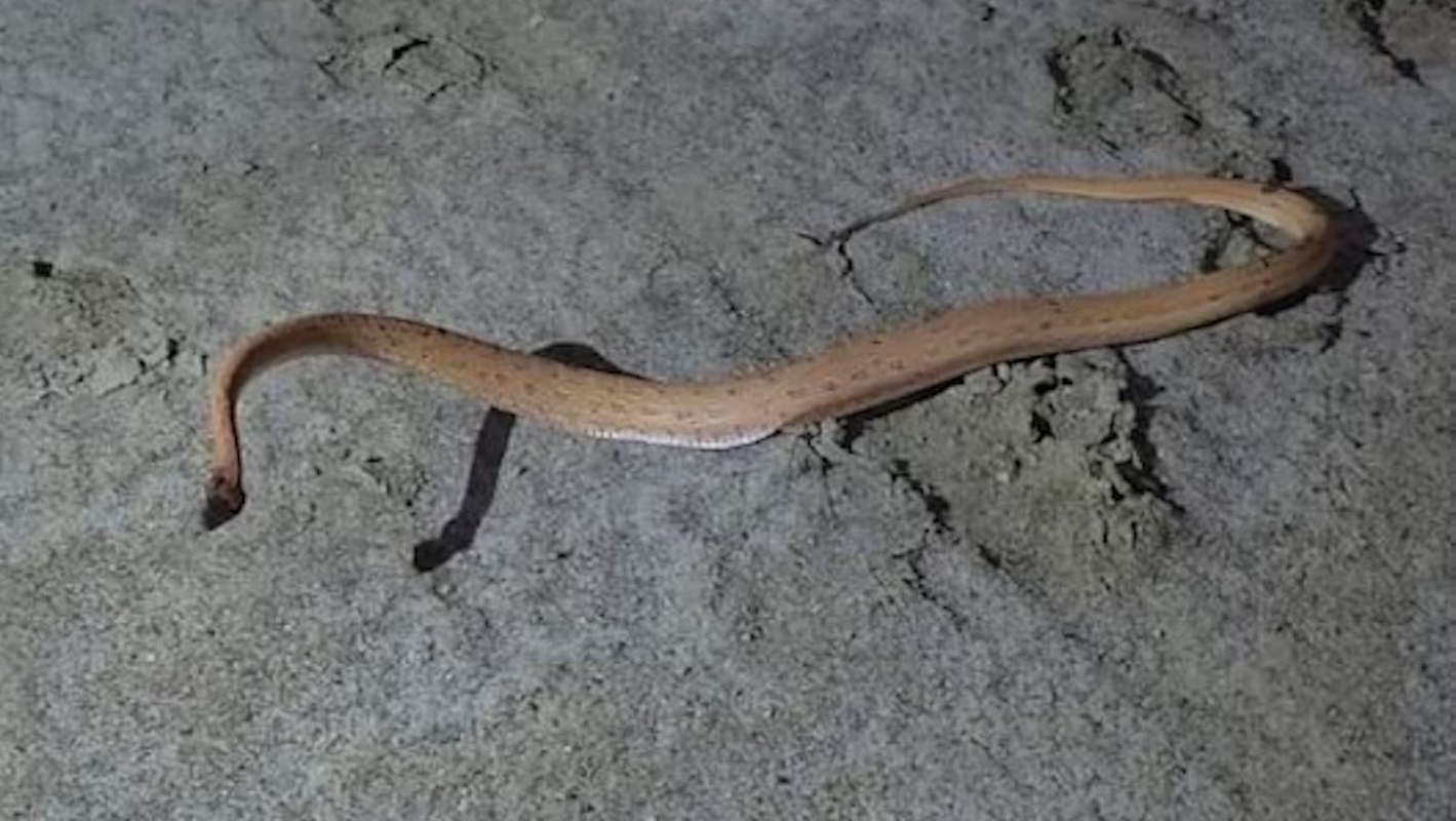 An elongated brown sand snake on sandy ground.