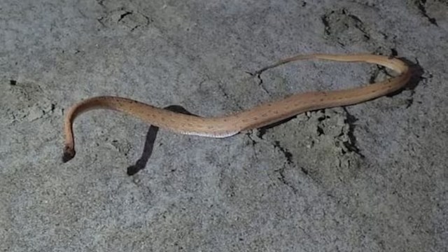 Forest officers in Gujarat document elusive sand snake not seen there in 150 years