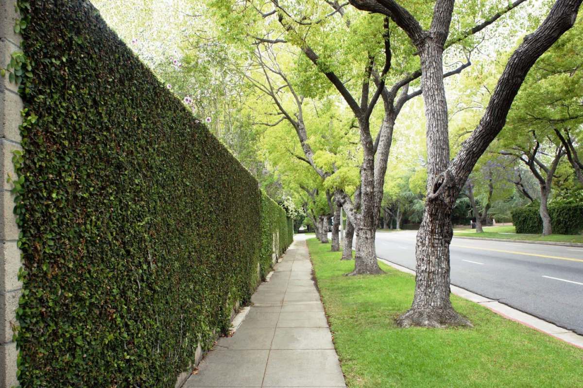 Trees along a curb strip.