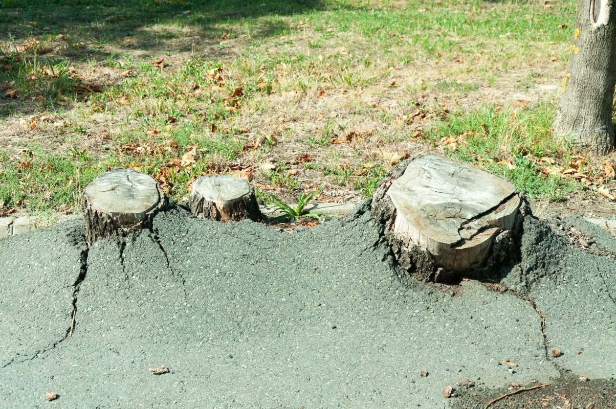 Three tree stumps surrounded by cracked asphalt with grass and fallen leaves in the background.