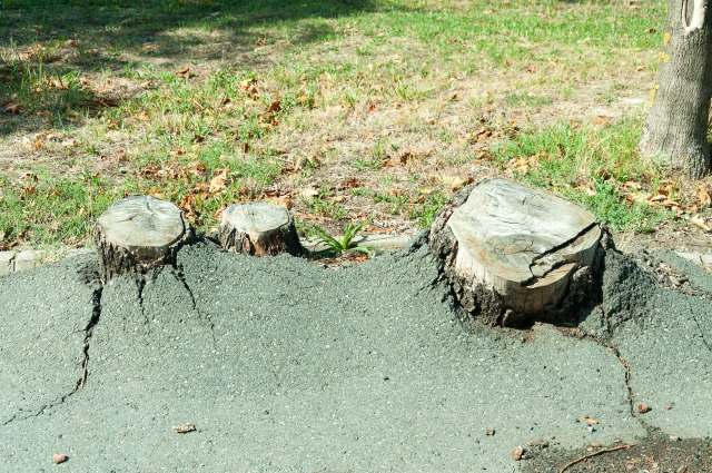 Three tree stumps surrounded by cracked asphalt with grass and fallen leaves in the background.