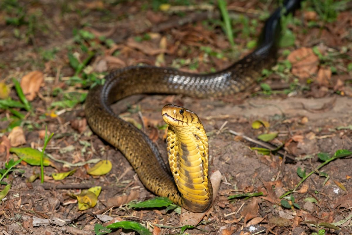 A cobra.