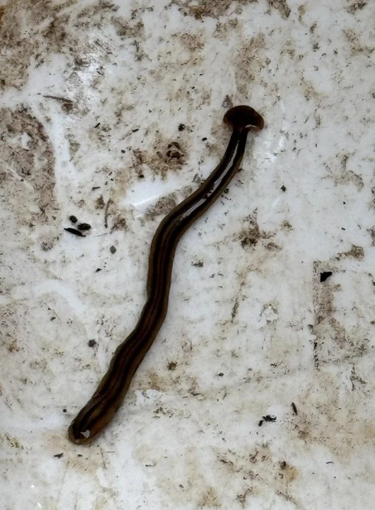A hammerhead worm.