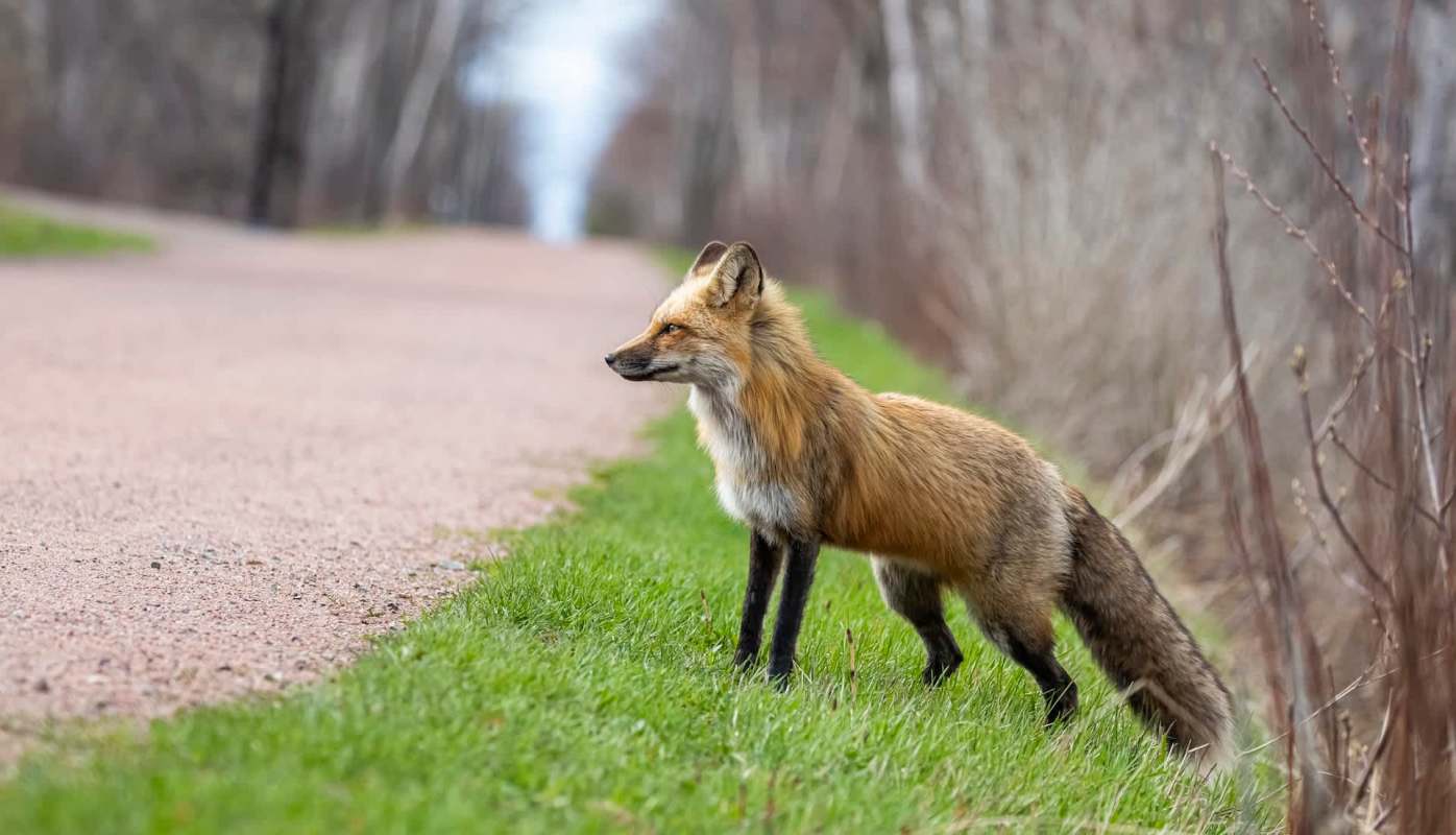 A fox stands on the grass beside a gravel path surrounded by bare trees.