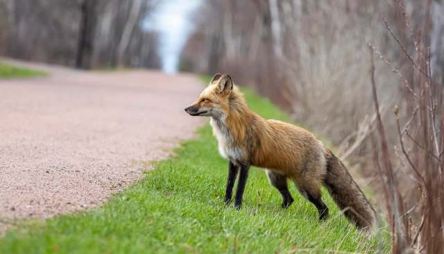 UK rescuers free fox cub from concrete bench after passing fire engine stops to help