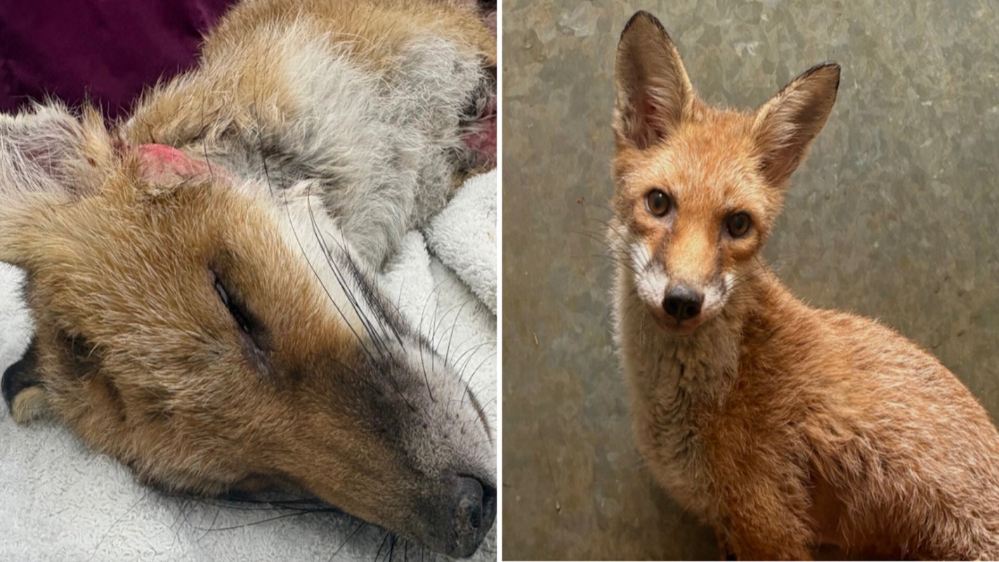 A fox lying down on a soft surface, followed by a standing fox looking toward the camera.
