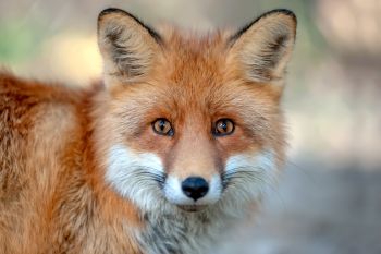 A fox with reddish fur and bright eyes.