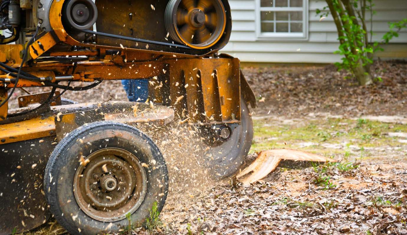 A stump grinder working on a tree stump, throwing wood chips and debris.