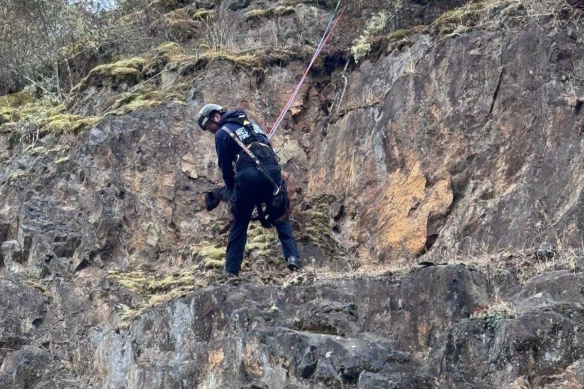 Rescuers saving a goat from a cliff.