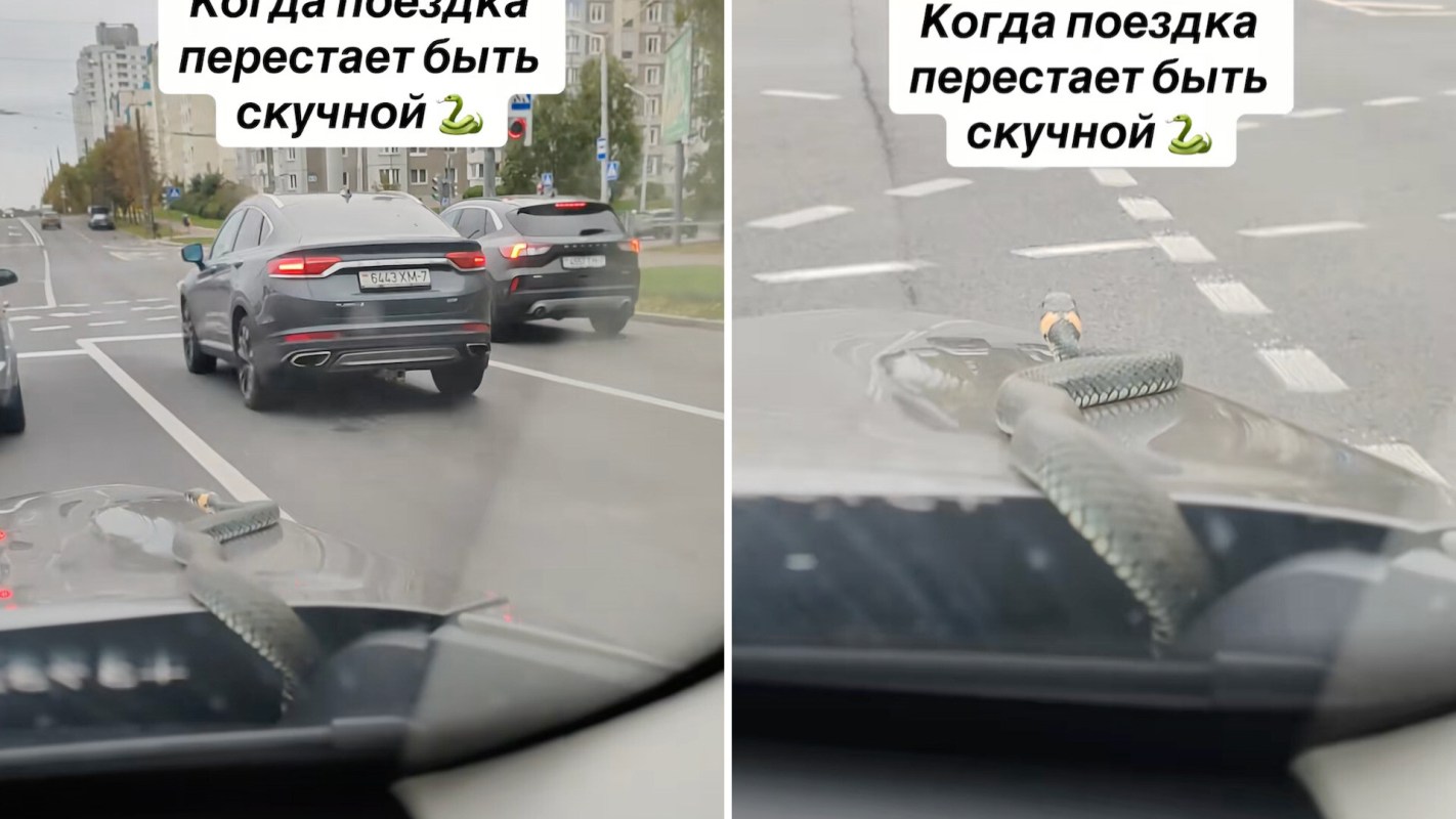 A snake on the hood of a car in traffic.