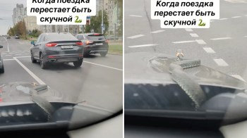 A snake on the hood of a car in traffic.