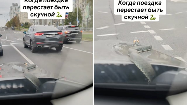 A snake on the hood of a car in traffic.