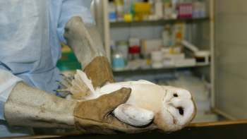 A person in gloves holds a barn owl in a veterinary setting.