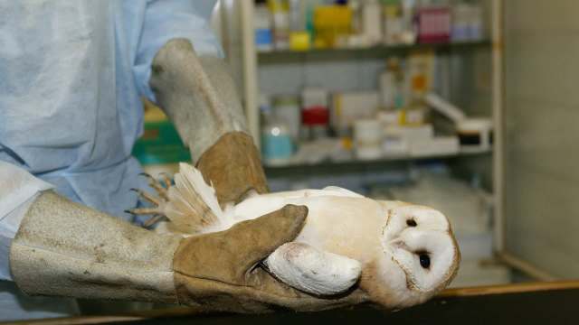 A person in gloves holds a barn owl in a veterinary setting.
