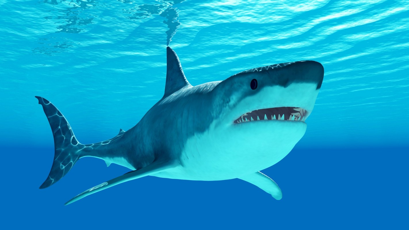 A shark swims underwater in clear blue water.