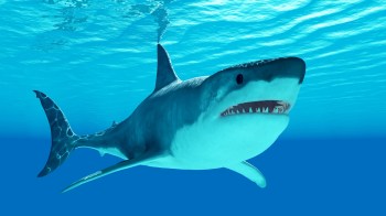 A shark swims underwater in clear blue water.