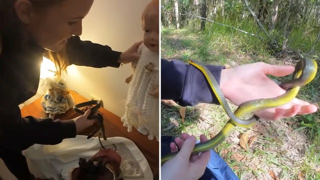 Elderly couple calls for help with bedroom snake in Australia, then catcher IDs green tree snake