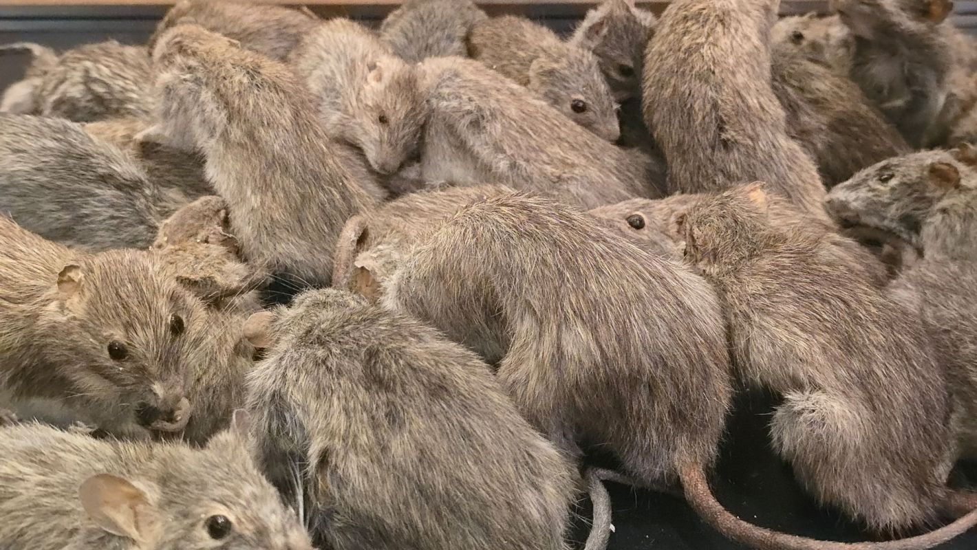Rats clustered together.